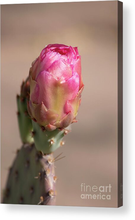 Cactus Bud Acrylic Print featuring the photograph Delightful Pink Cactus Bud by Elisabeth Lucas