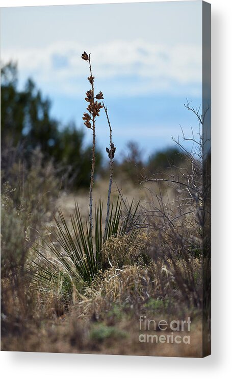 New Mexico Desert Acrylic Print featuring the photograph Desert Flower by Robert WK Clark