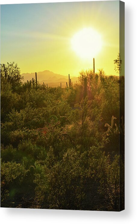 Arizona Acrylic Print featuring the photograph Desert light by Chance Kafka