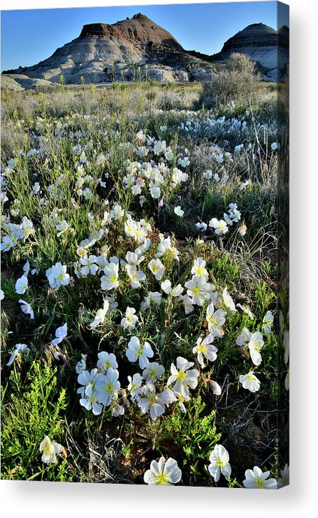 Ruby Mountain Acrylic Print featuring the photograph Desert Roses in Bloom in Colorado by Ray Mathis