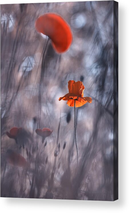 Flower Acrylic Print featuring the photograph Desires And Passions by Fabien Bravin