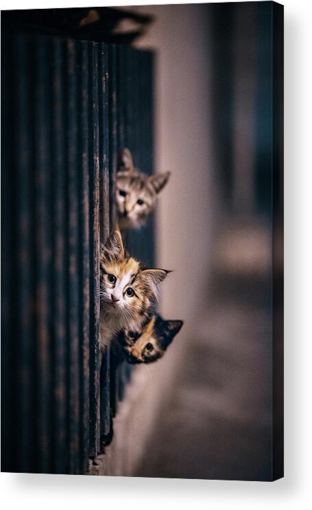 Cat Acrylic Print featuring the photograph Did Some One Meow..?! by Arash Shakoorzadeh Boloori