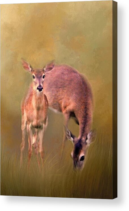 White Tailed Deer Acrylic Print featuring the photograph Doe Mom And Offspring by HH Photography of Florida