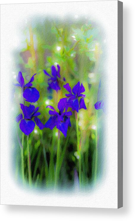 Iris Acrylic Print featuring the photograph Dreamy Irises by Diane Lindon Coy