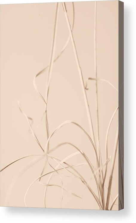Grass Acrylic Print featuring the photograph Dried Grass Beige 01 by 1x Studio Iii