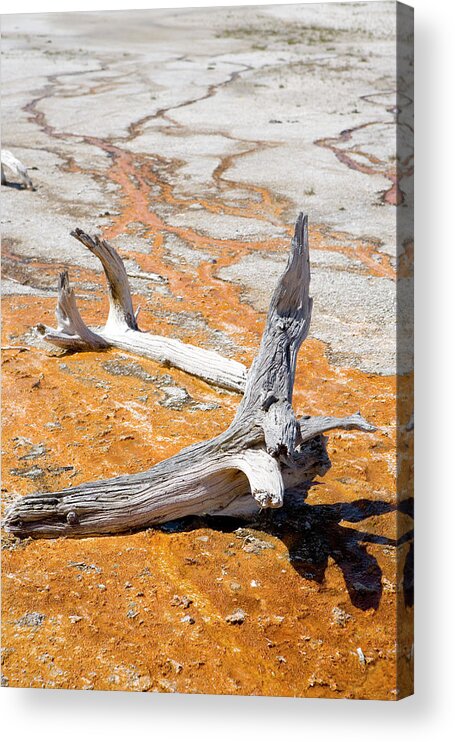 Orange Color Acrylic Print featuring the photograph Driftwood In Runoff From Geysers by Philip Nealey