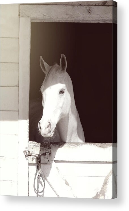 A&p Acrylic Print featuring the photograph Dutch Grey by Dressage Design