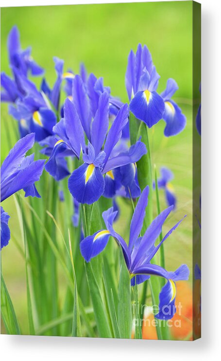 Iris Hollandica Acrylic Print featuring the photograph Dutch iris 'Professor Blaauw' Flowers by Tim Gainey