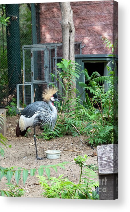 Crane Acrylic Print featuring the photograph East African Crowned Crane by Jim West/science Photo Library