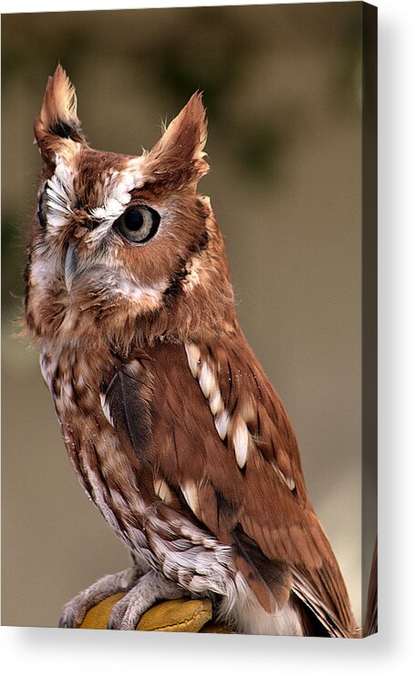 Ojai Raptor Center Acrylic Print featuring the photograph Eastern Screech Owl by Michael Gordon