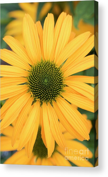 Echinacea Now Cheesier Acrylic Print featuring the photograph Echinacea Now Cheesier Flower by Tim Gainey