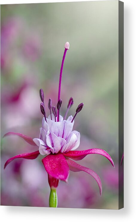 Flower Acrylic Print featuring the photograph Elegance by Jacky Parker