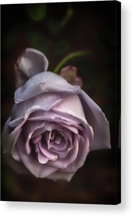 Flower Acrylic Print featuring the photograph Fading Bloom by Laura Roberts