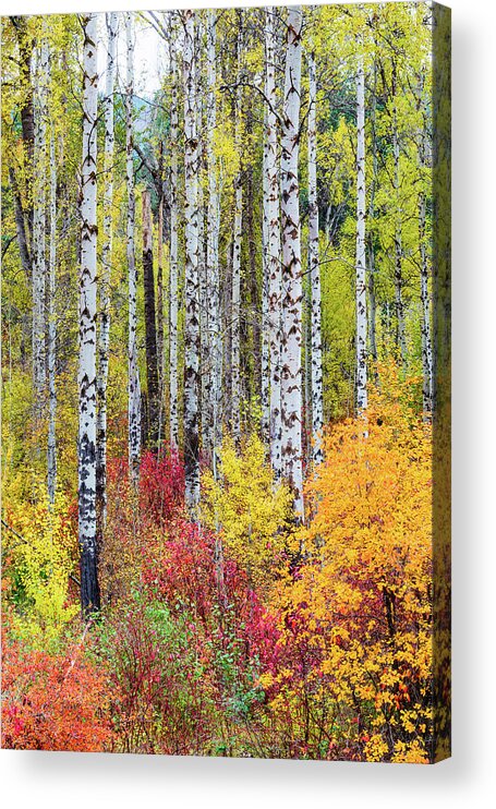 Outdoor; Fall; Colors; Birch; Tree; Autumn; Cascade; Washington Beauty; Pacific North West; Washington; Washington State Acrylic Print featuring the digital art Fall Birchwood by Michael Lee