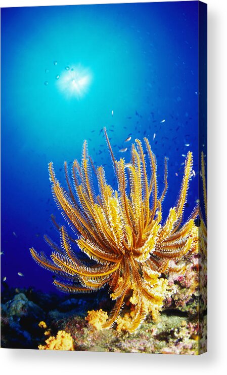 Underwater Acrylic Print featuring the photograph Feather Star by Ken Usami