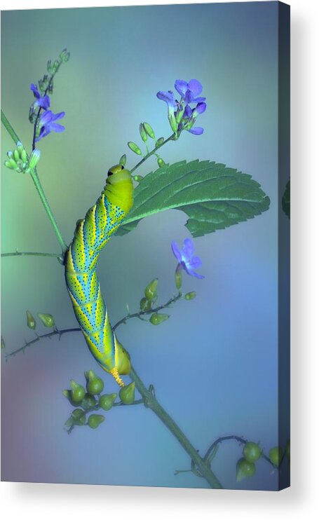 Caterpillar Acrylic Print featuring the photograph Feeding by Jimmy Hoffman