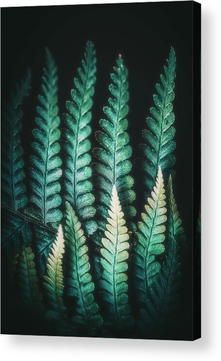 Fern Acrylic Print featuring the photograph Fern #14 by Philippe Sainte-Laudy