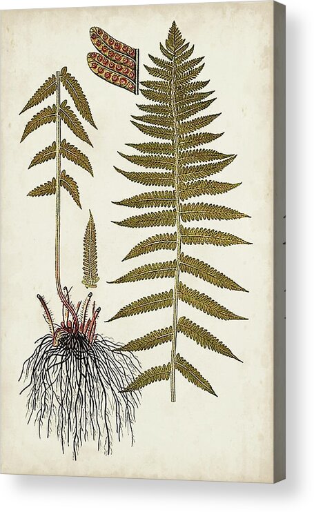 Botanical & Floral+ferns+botanical Study Acrylic Print featuring the painting Fern Botanical V by Vision Studio