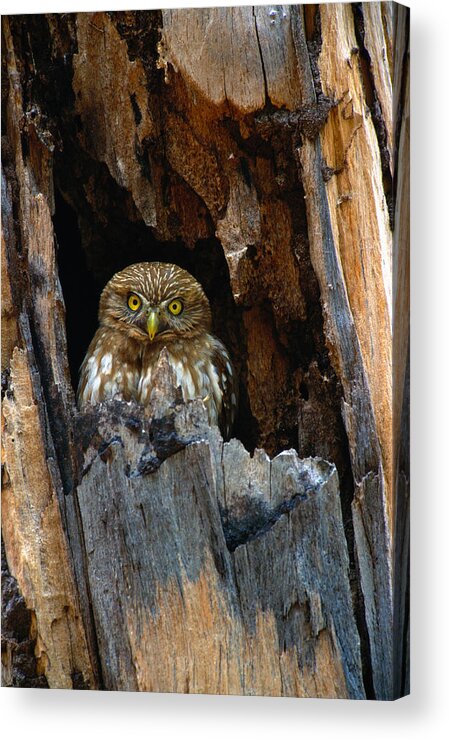 Hiding Acrylic Print featuring the photograph Ferruginous Pygmy Owl Glaucidium by Art Wolfe