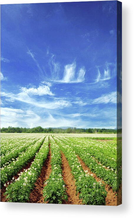 Scenics Acrylic Print featuring the photograph Field by Lisegagne