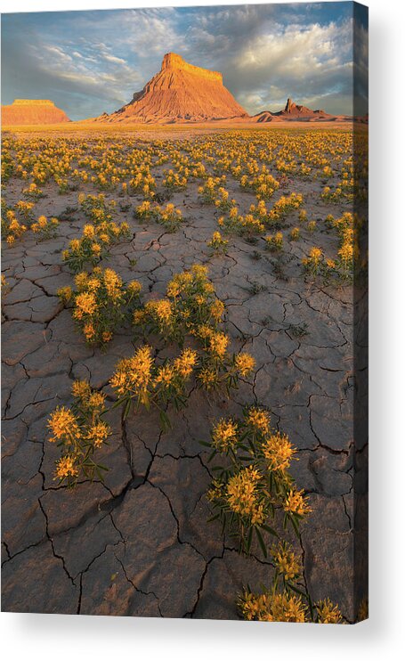 Factory Butte Acrylic Print featuring the photograph Fields of Gold by Dustin LeFevre