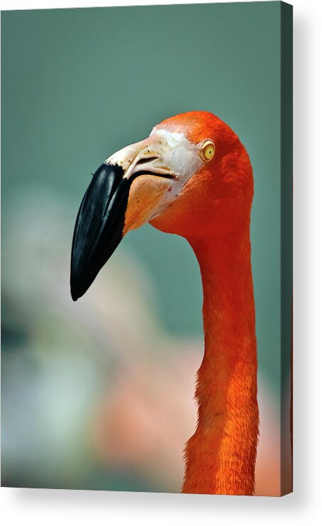 Animal Themes Acrylic Print featuring the photograph Flamenco Bird by Copyright Antoni Torres