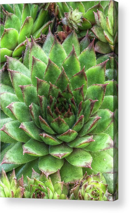 Flower 20 Acrylic Print featuring the photograph Flower 20 by Stephen Walton