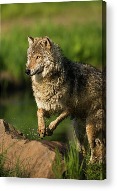 Animal Nose Acrylic Print featuring the photograph Focused Gray Wolf In Motion by Jimkruger