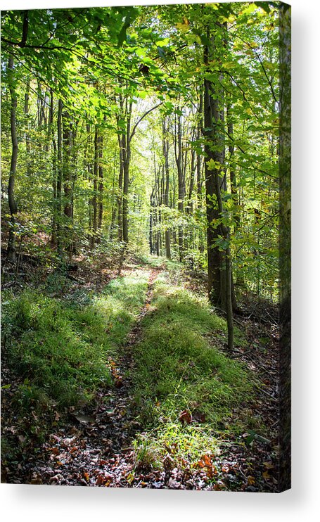 Forest Pa 17 2 Acrylic Print featuring the photograph Forest Pa 17 2 by Robert Michaud