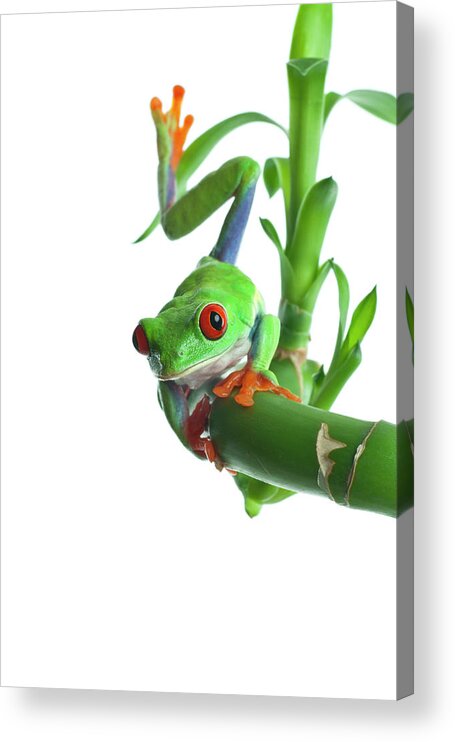 Bamboo Acrylic Print featuring the photograph Frog Agalychnis Callydryas On A Green by Kerkla