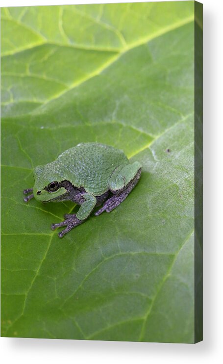 Frog Acrylic Print featuring the photograph Frog on Leaf by Laura Smith