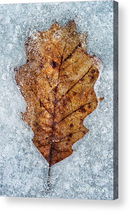 Clinton River Park Acrylic Print featuring the photograph Frozen leaf LE9716 by Mark Graf