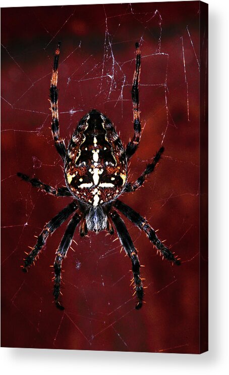 Spider Acrylic Print featuring the photograph Garden Spider by Stephen Walton