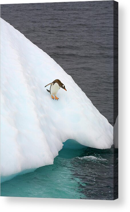 Iceberg Acrylic Print featuring the photograph Gentoo Penguin On Iceberg, Antarctic by Eastcott Momatiuk