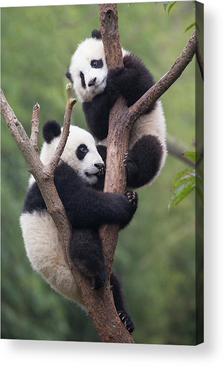 Suzi Eszterhas Acrylic Print featuring the photograph Giant Panda Cubs In Tree by Suzi Eszterhas
