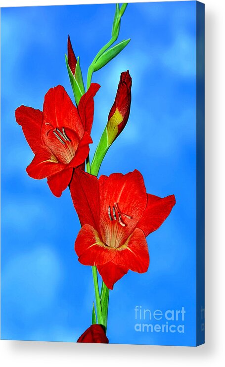 Gladioli In The Sky Acrylic Print featuring the photograph Gladioli in the Sky by Kaye Menner by Kaye Menner