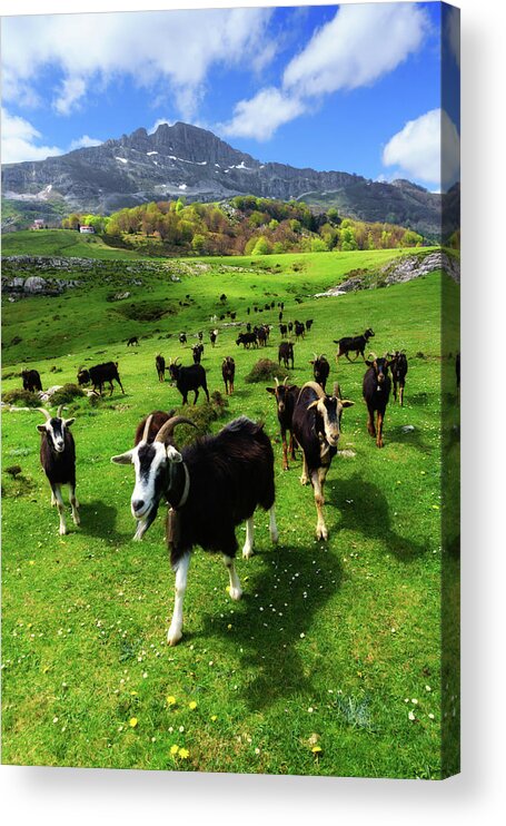 Goat Acrylic Print featuring the photograph Goats by Mikel Martinez de Osaba