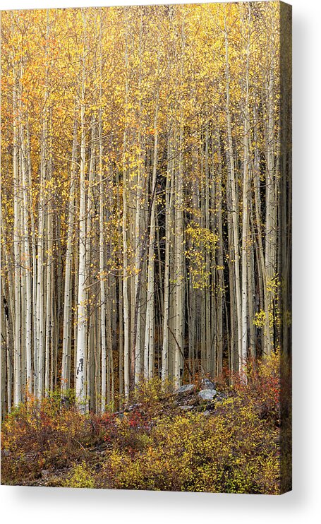 Colorado San Juans Acrylic Print featuring the photograph Gold Dust by Angela Moyer