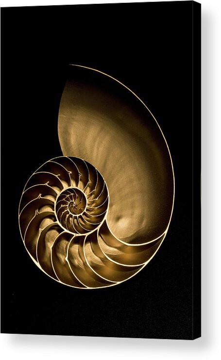 Tranquility Acrylic Print featuring the photograph Golden Nautilus Shell On Black Sand by Seth Joel Photography