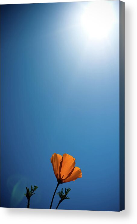 Clear Sky Acrylic Print featuring the photograph Golden Poppy by Sam Bloomberg-rissman