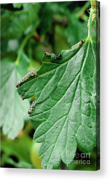 Horticulture Acrylic Print featuring the photograph Gooseberry Sawfly Caterpillars by Geoff Kidd/science Photo Library
