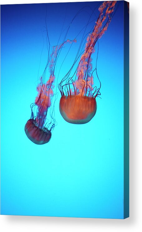 Tranquility Acrylic Print featuring the photograph Gorgeous Jellyfish Swim In Caribbean by Dana Hoff