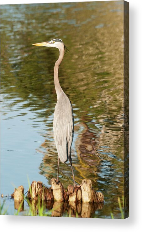 Animal Themes Acrylic Print featuring the photograph Great Blue Heron by John Elk Iii