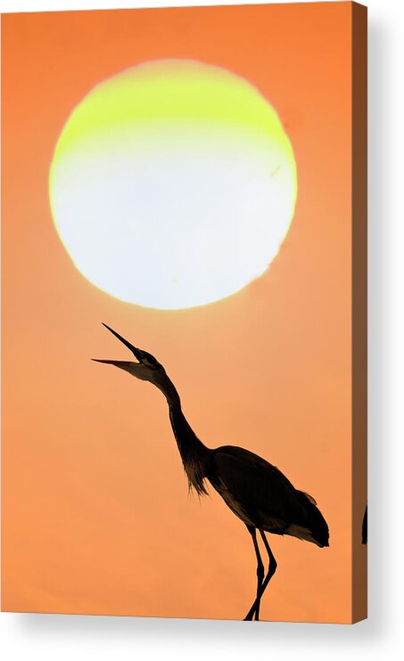 Animal Themes Acrylic Print featuring the photograph Great Blue Heron, Screeching, Sunset by Mark Newman