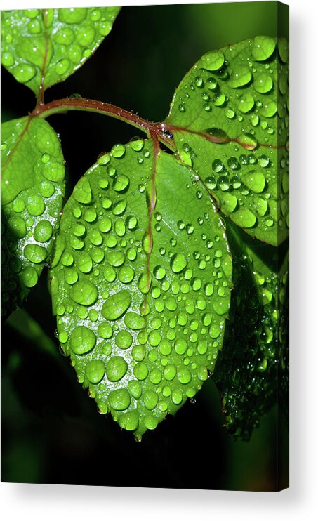 Outdoors Acrylic Print featuring the photograph Green Rose Leaves After Rain Water by Txphotoblog - Randy Ennis