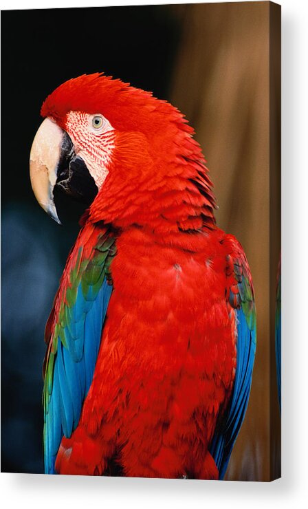 Animal Themes Acrylic Print featuring the photograph Green-winged Macaw Ara Chloroptera by Art Wolfe