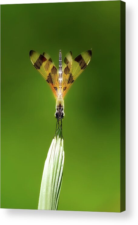 Dragonfly Acrylic Print featuring the photograph Halloween Pennant by Mark Andrew Thomas