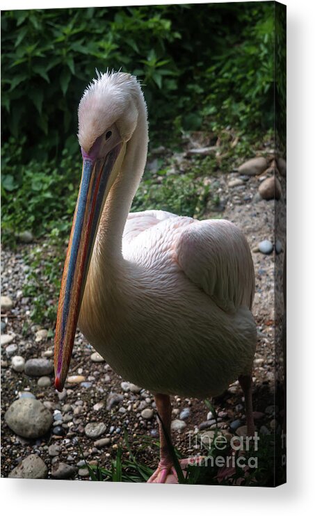 Michelle Meenawong Acrylic Print featuring the photograph Handsome Pelican by Michelle Meenawong