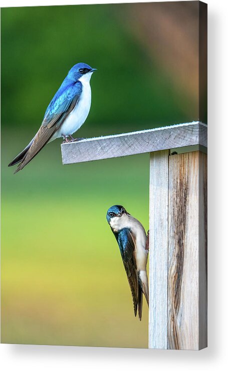 Swallow Acrylic Print featuring the photograph Happy Home by Brad Bellisle