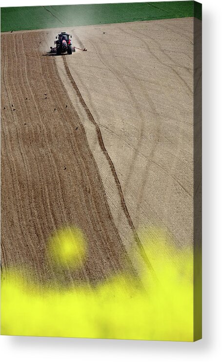Outdoors Acrylic Print featuring the photograph Harvesting In A Field During Spring by Martial Colomb